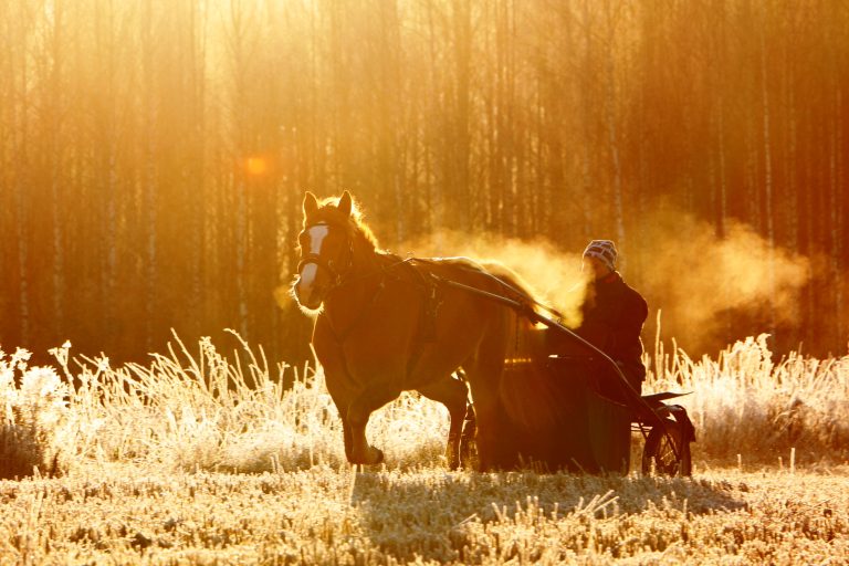 Pohjanmaan Ravin syyskokous 20.11.2025