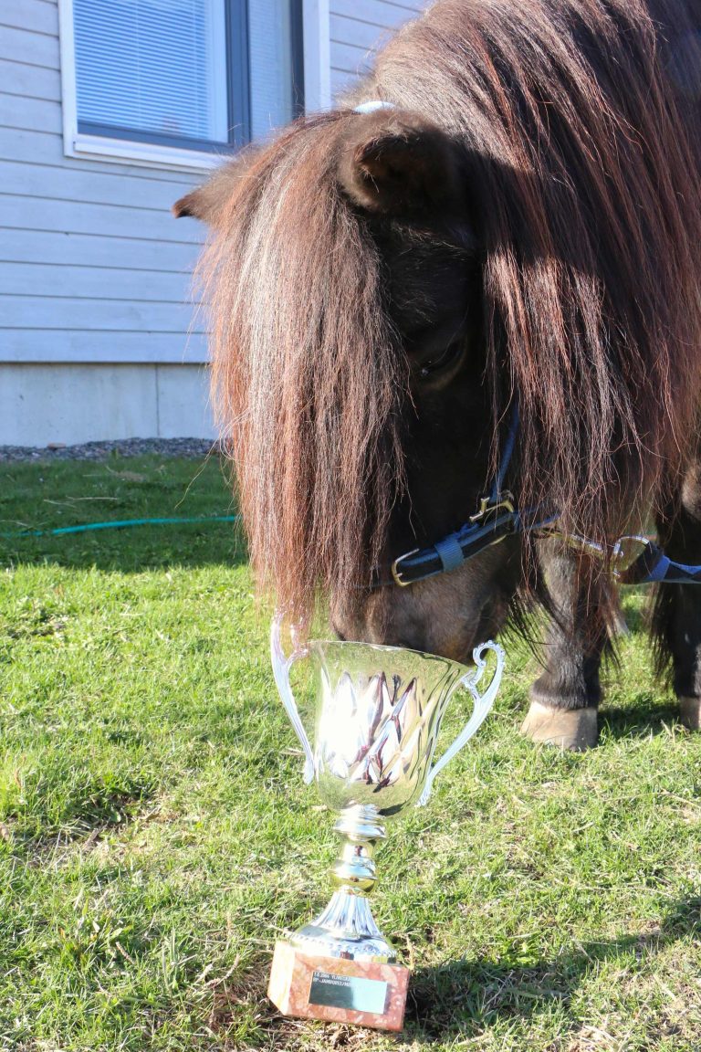Jammu, ponicuppien menestyjä 22 vuoden takaa